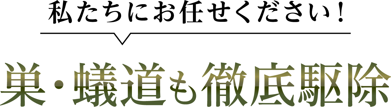 私たちにお任せください!巣・蟻道も徹底駆除